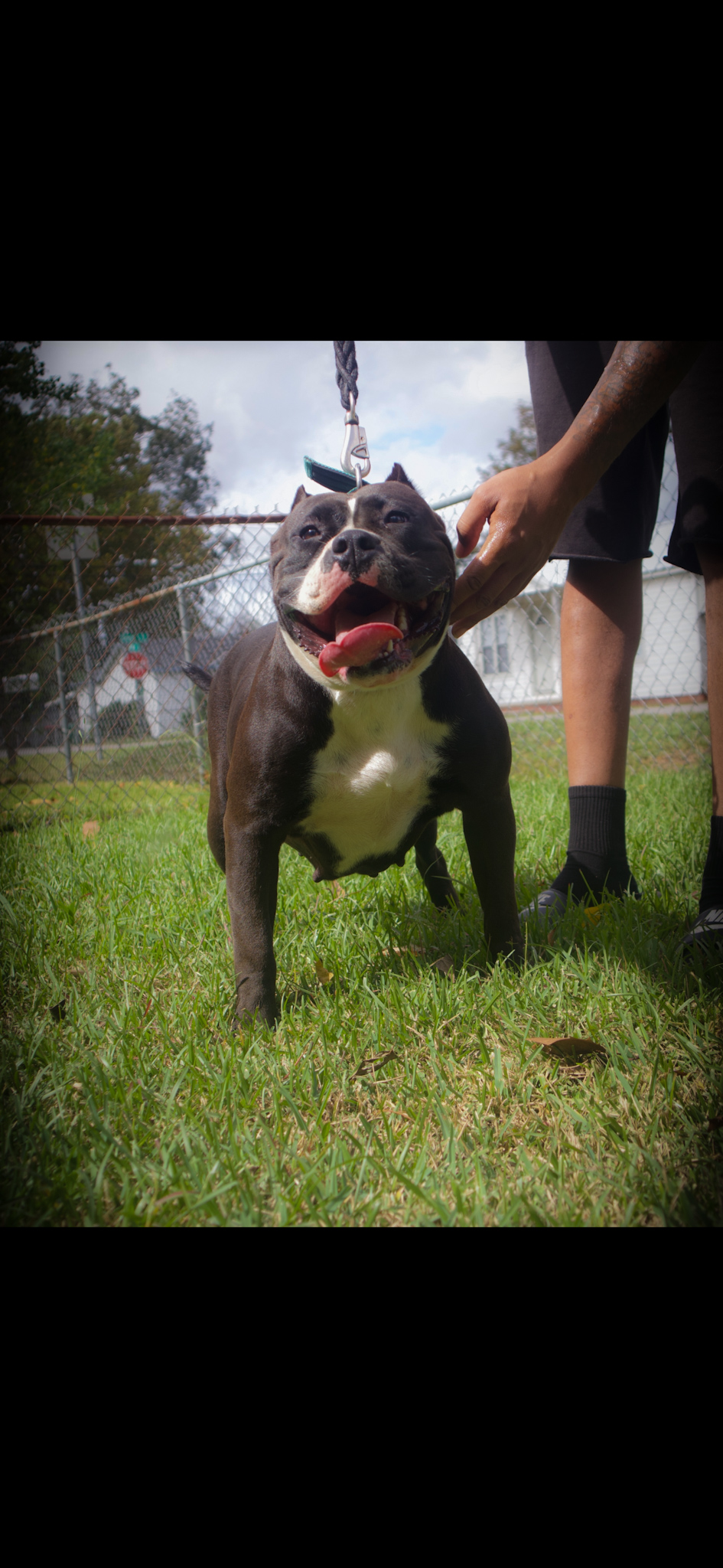 Dog Featured Image