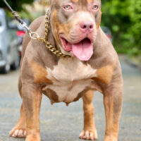 Dog Featured Image