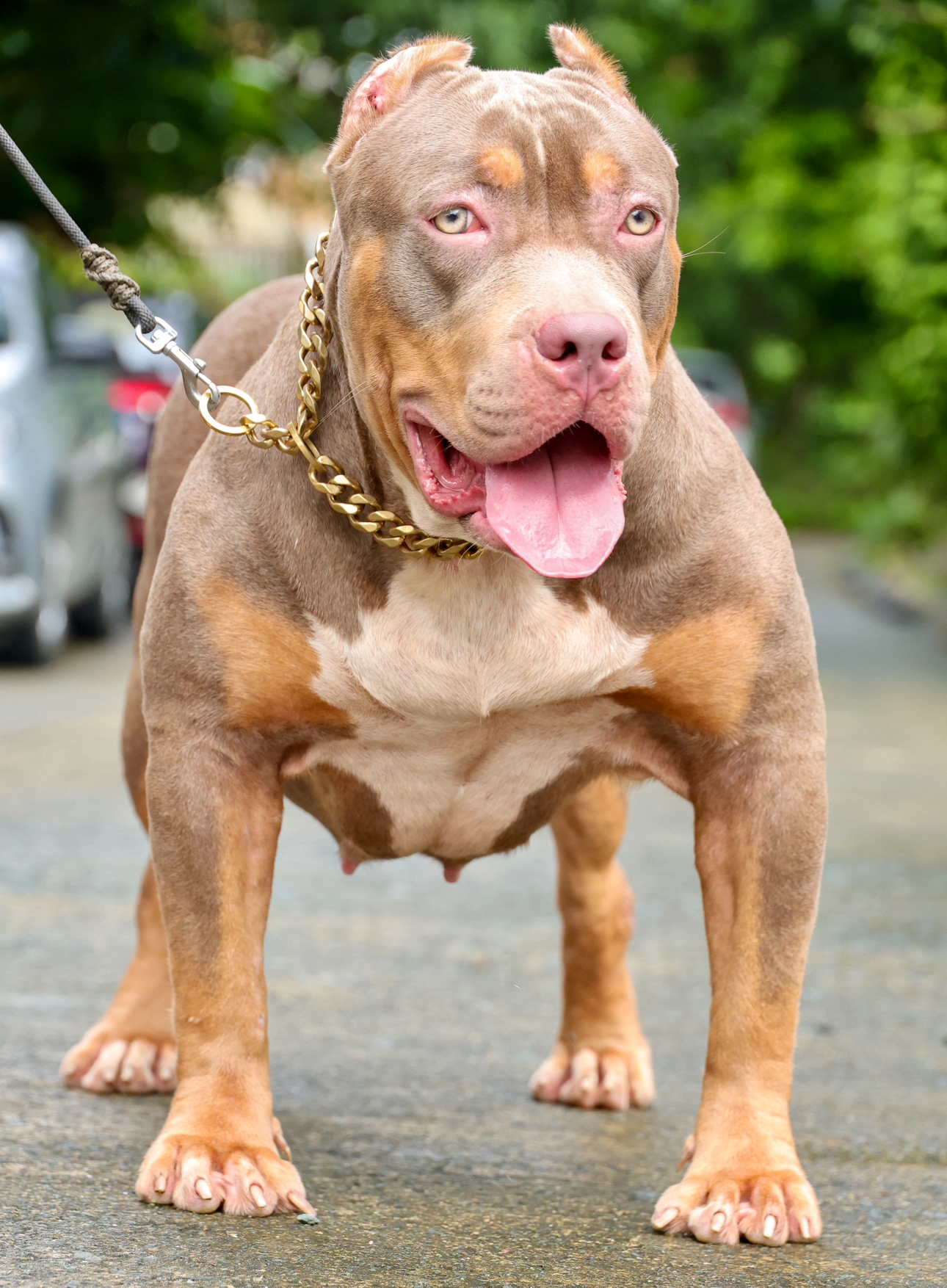 Dog Featured Image