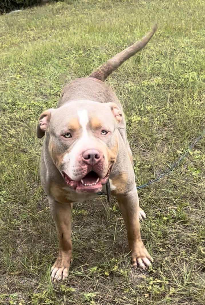 Dog Featured Image