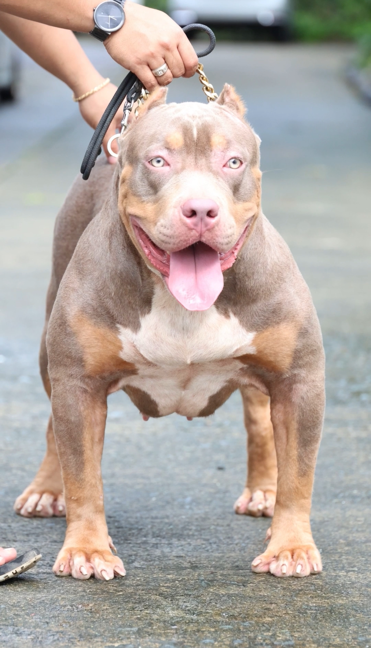 Dog Featured Image