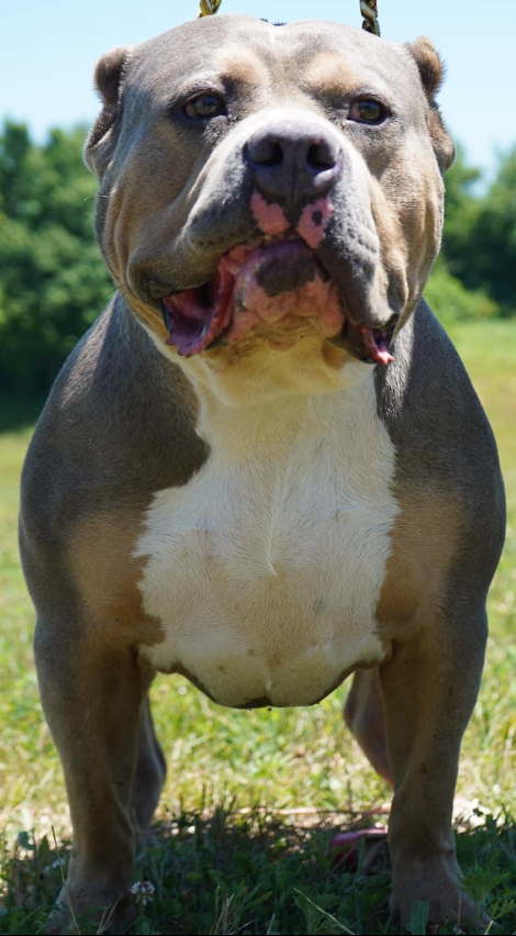 Dog Featured Image