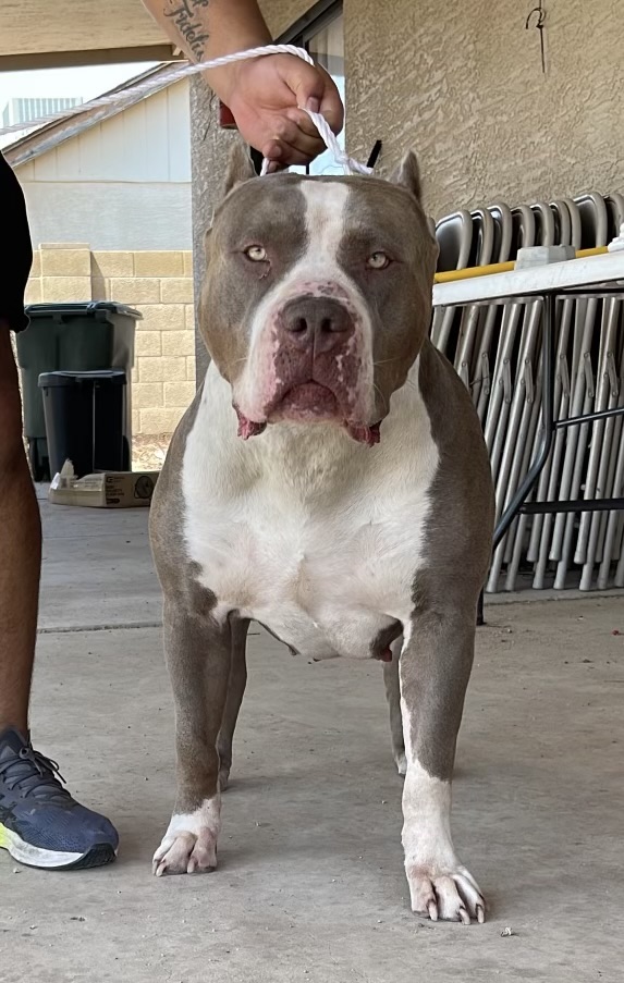 Dog Featured Image