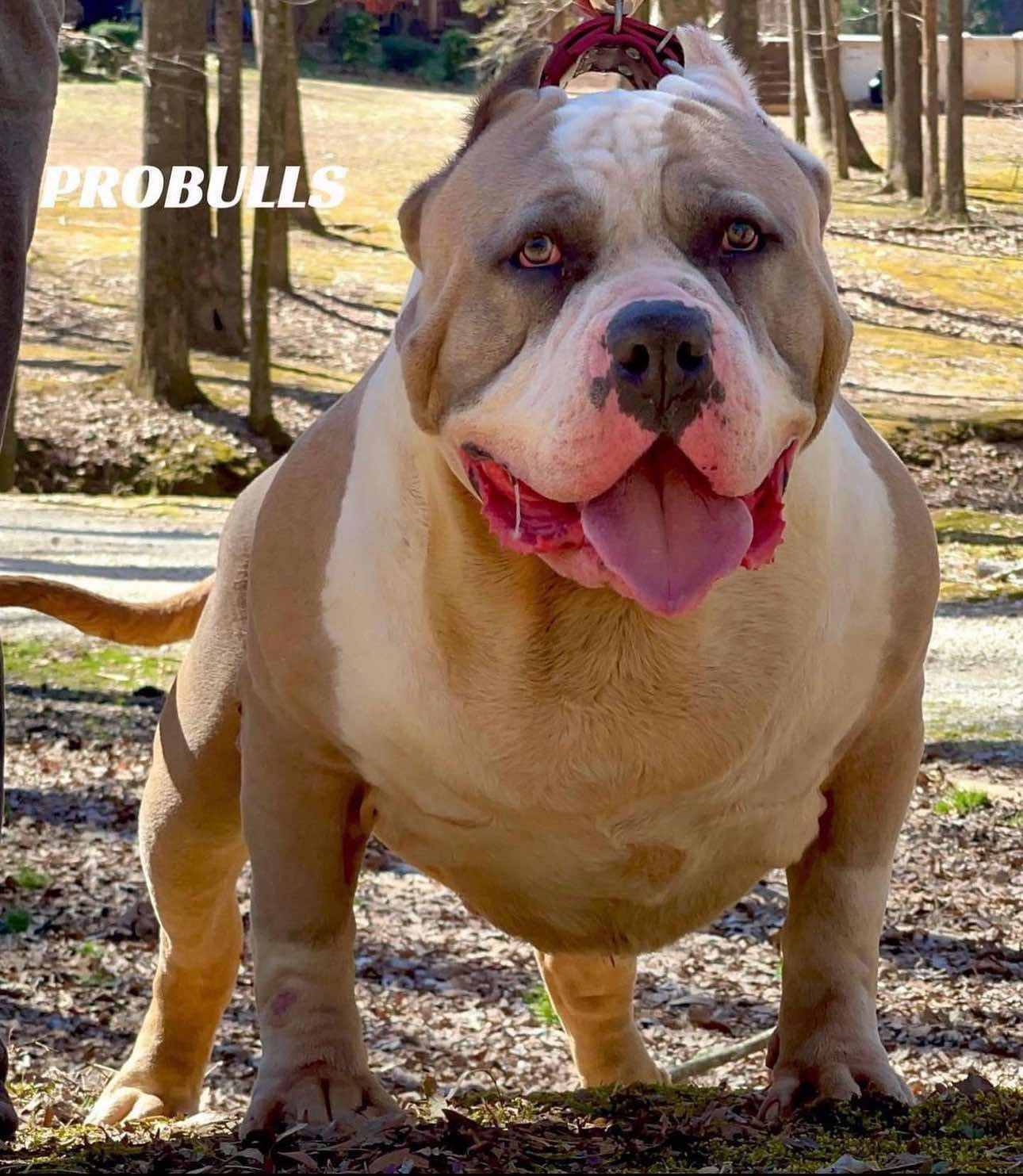 Dog Featured Image