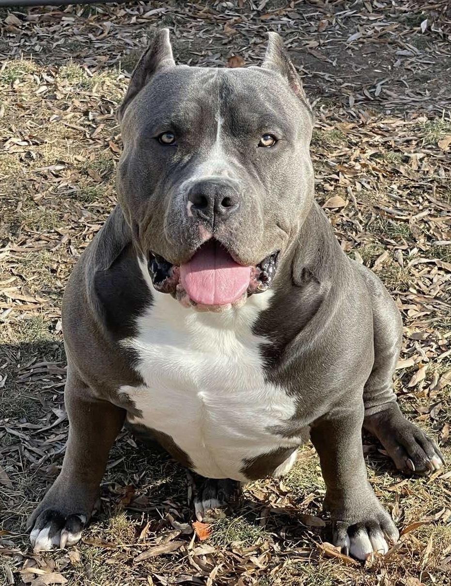 Dog Featured Image
