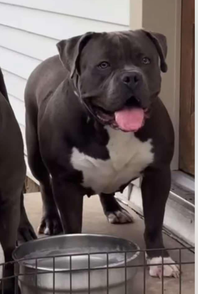 Dog Featured Image