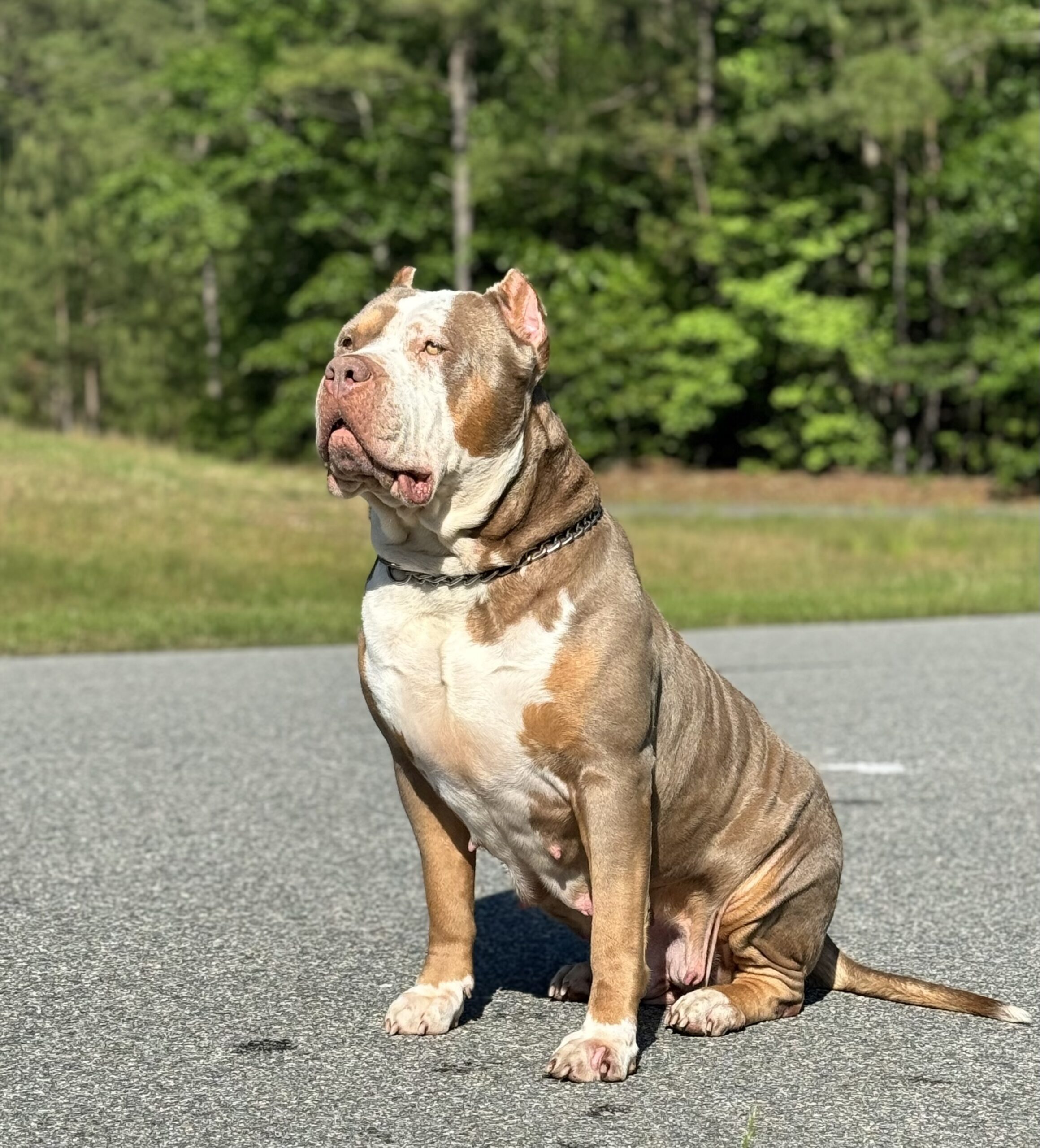 Dog Featured Image
