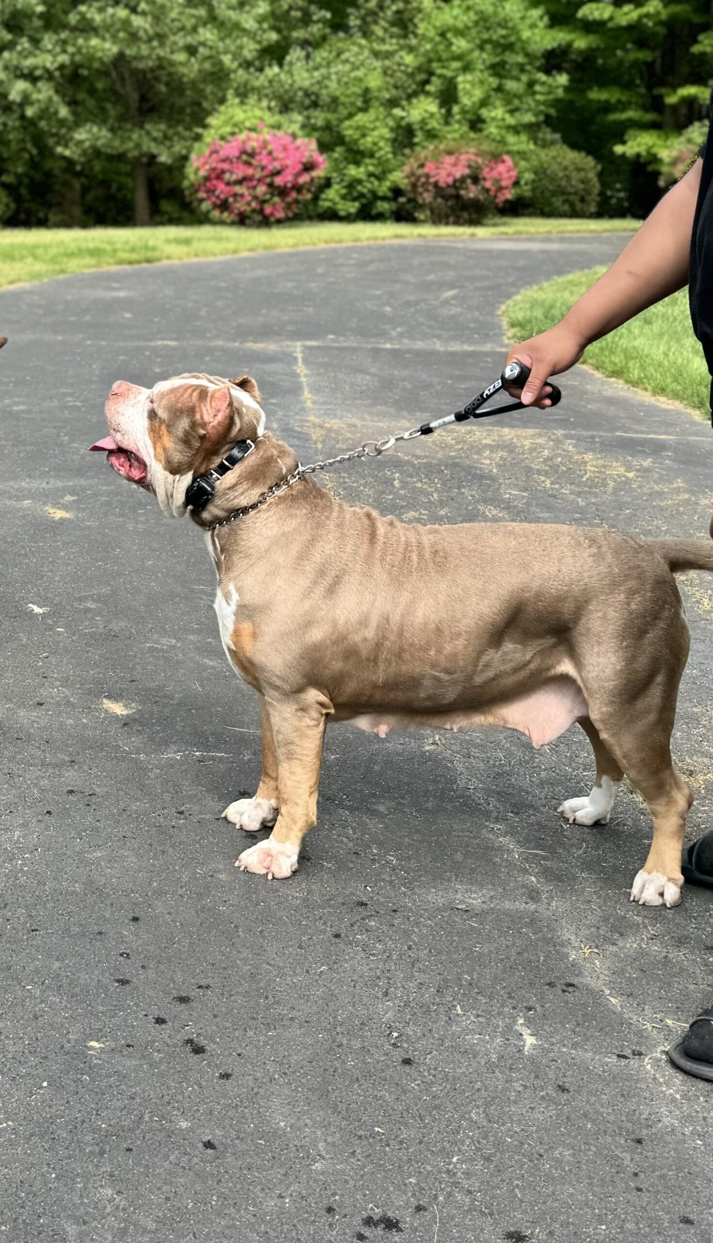 Additional Dog Image