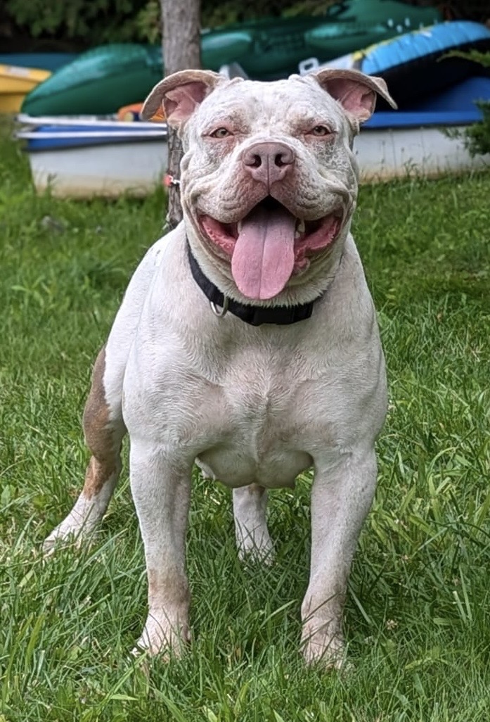 Dog Featured Image