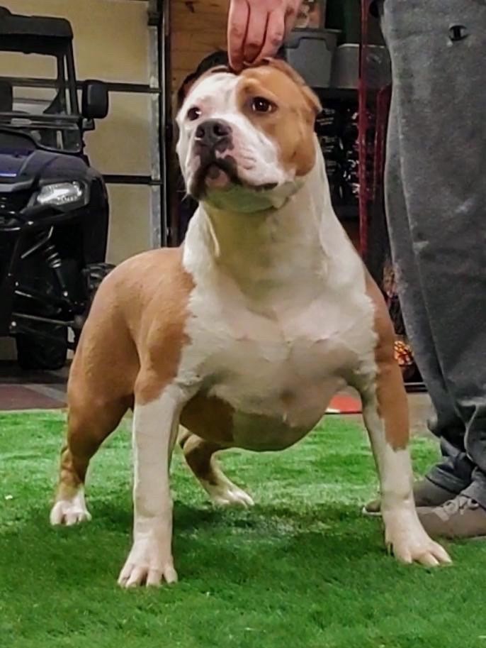 Dog Featured Image