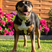 Dog Featured Image
