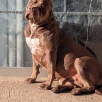Dog Featured Image