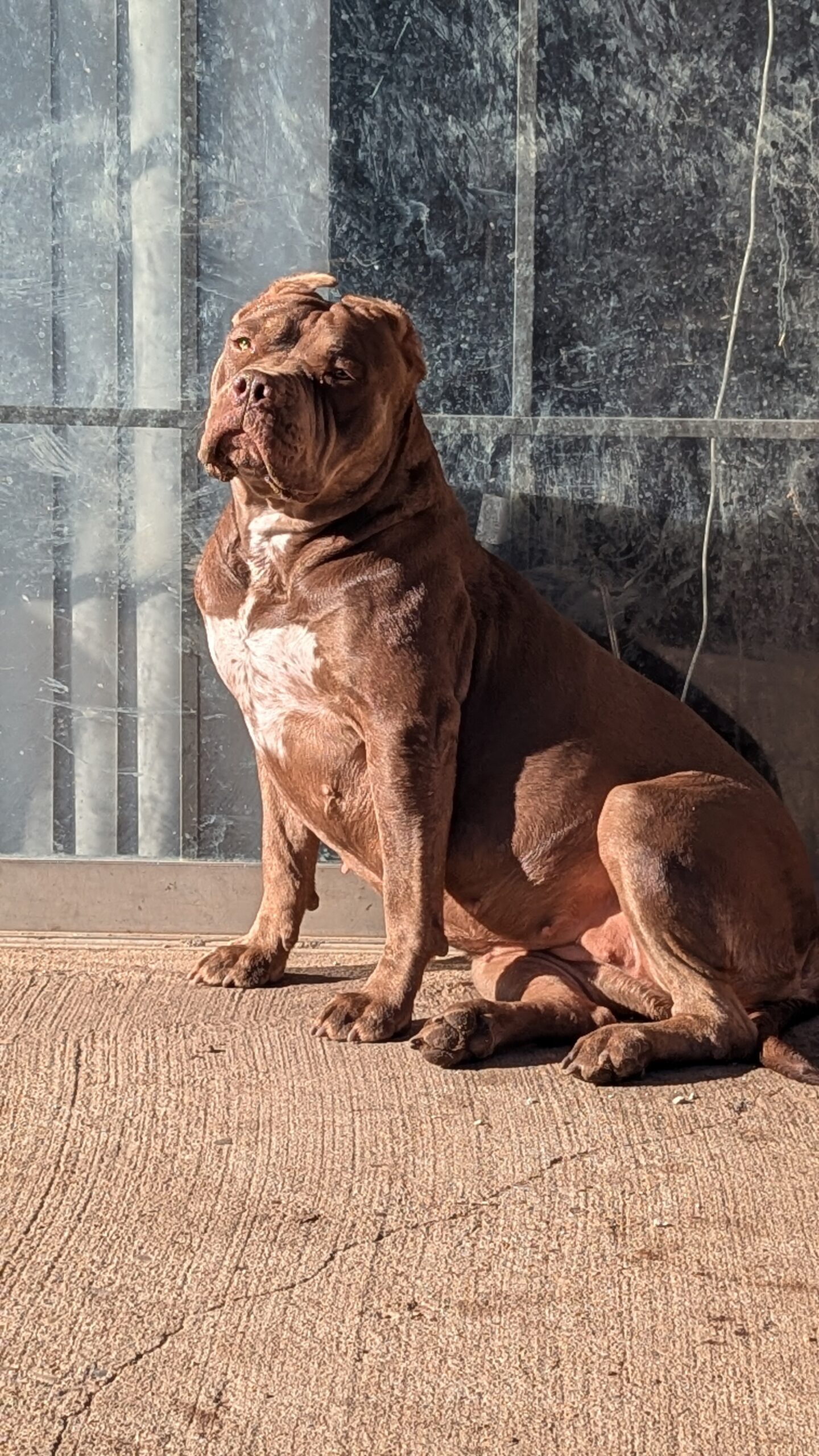 Dog Featured Image