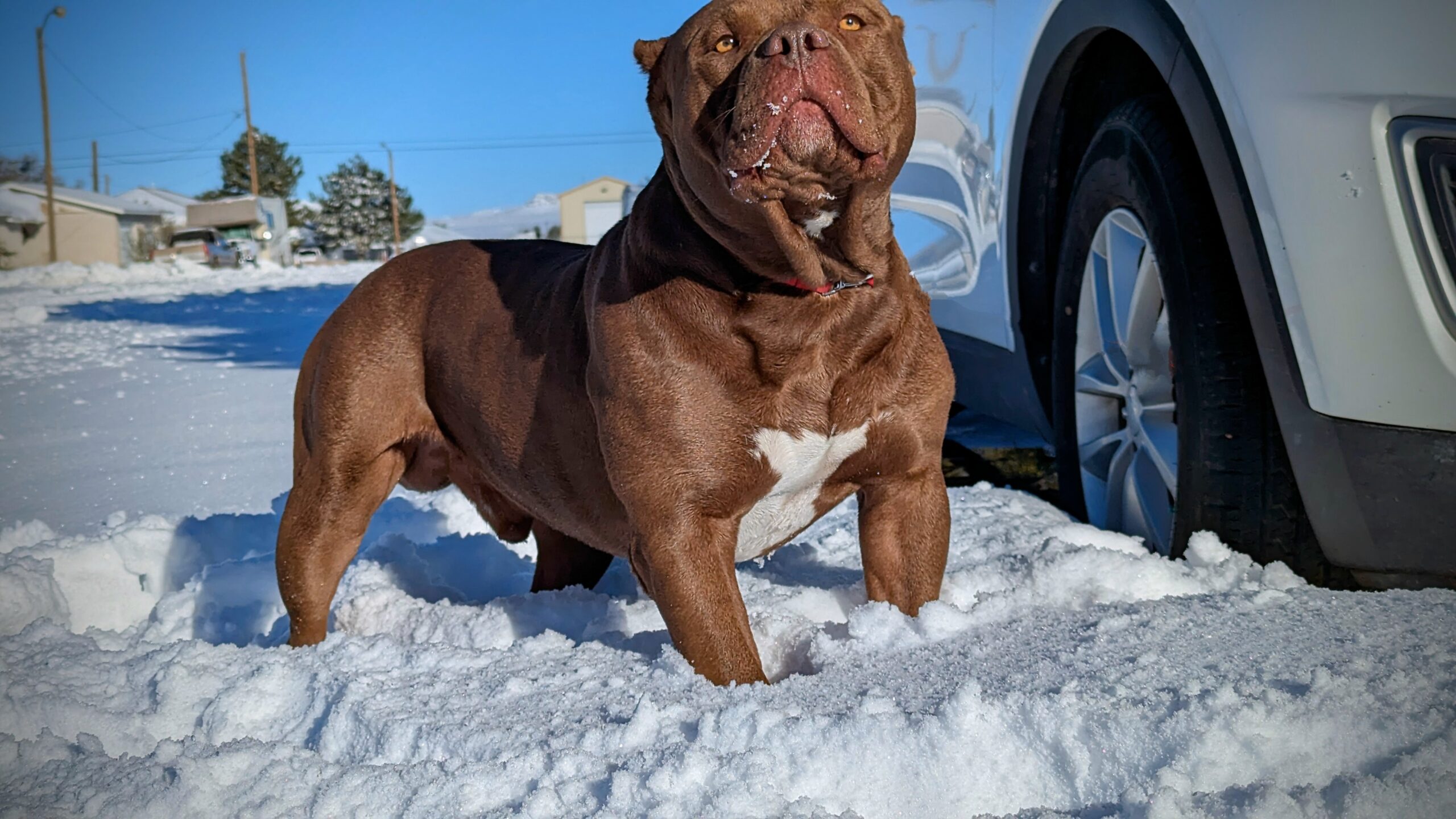 Dog Featured Image