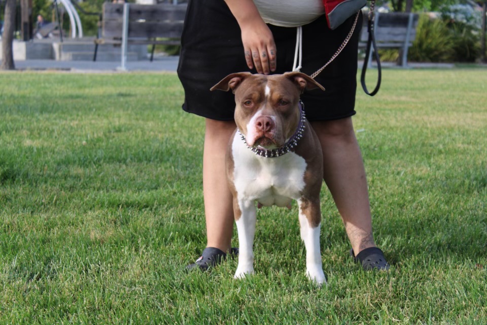 Dog Featured Image