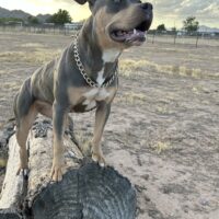 Dog Featured Image