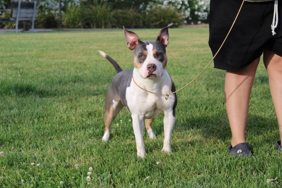 Dog Featured Image