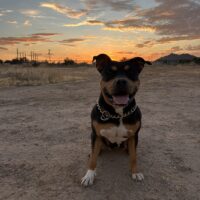 Dog Featured Image