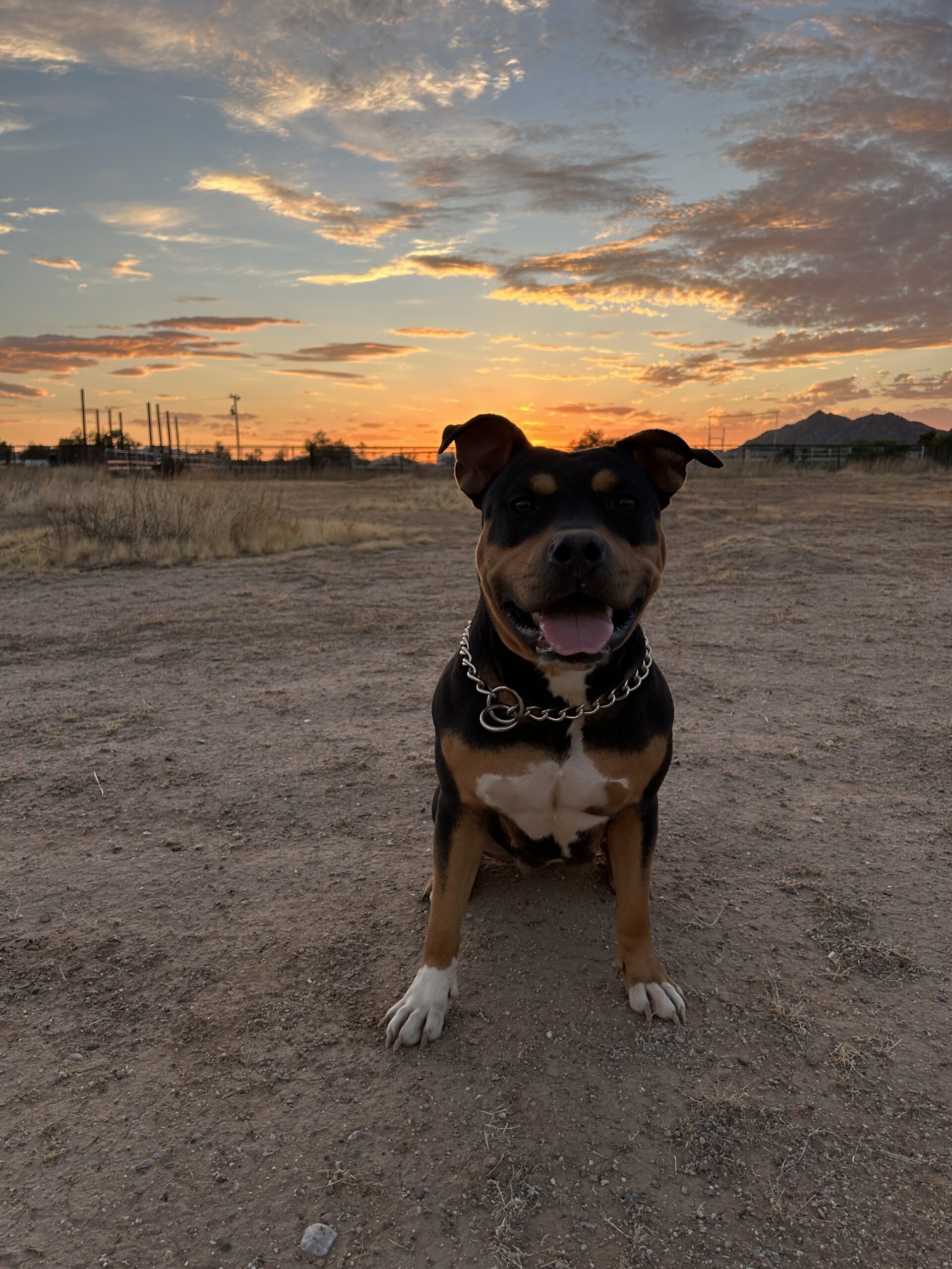 Dog Featured Image
