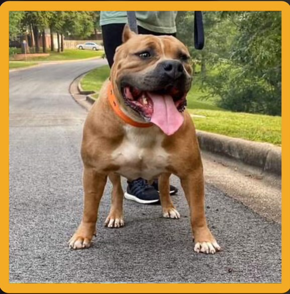 Dog Featured Image