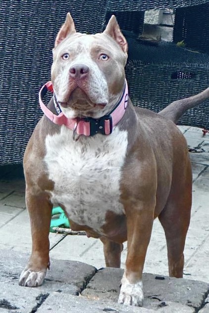 Dog Featured Image