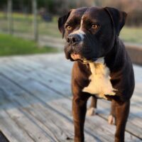 Dog Featured Image