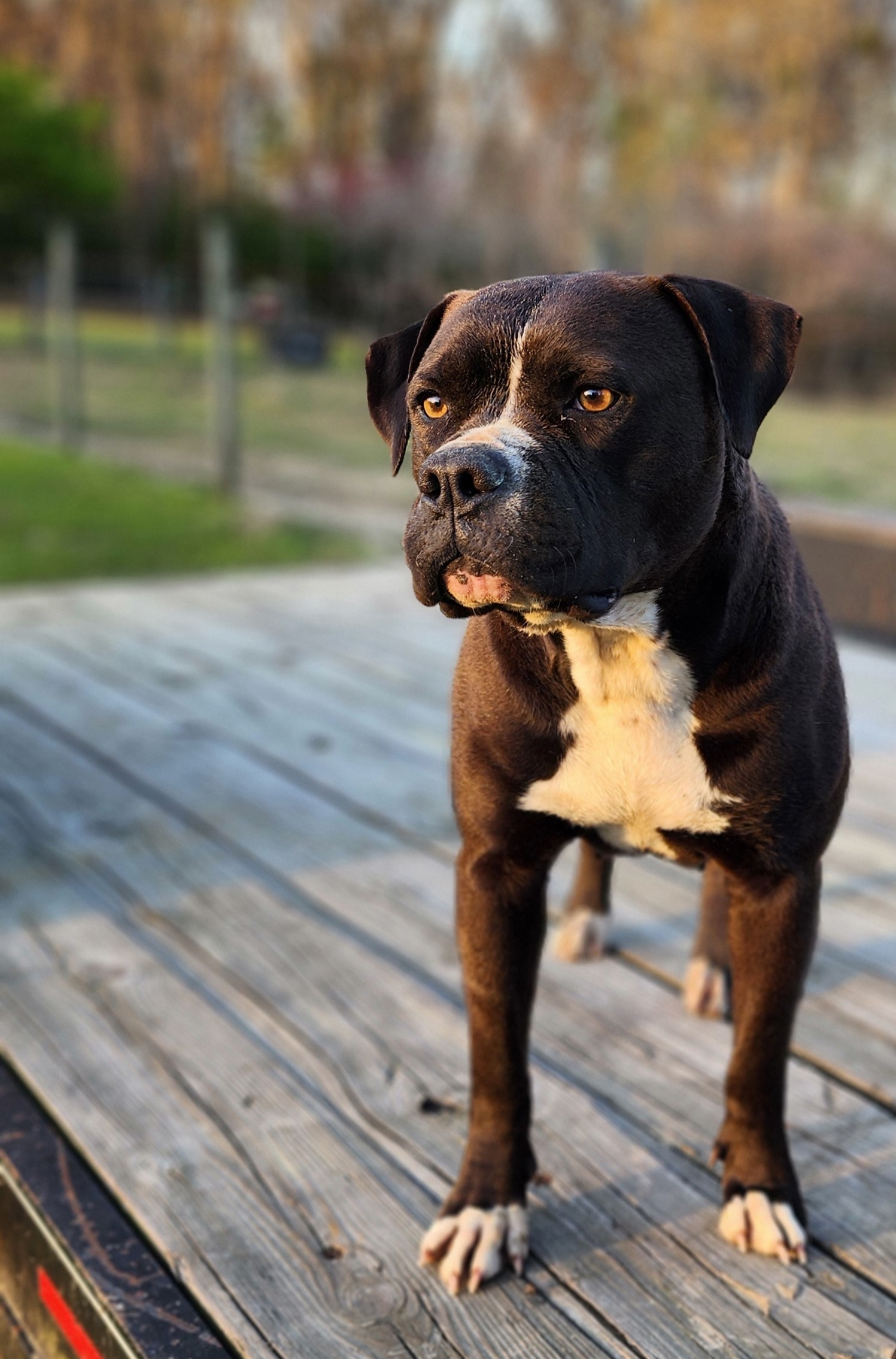 Dog Featured Image