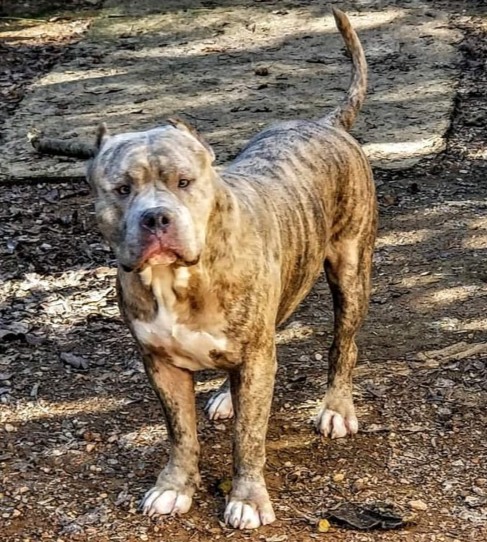 Dog Featured Image
