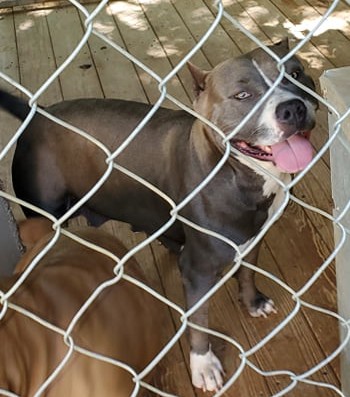 Dog Featured Image