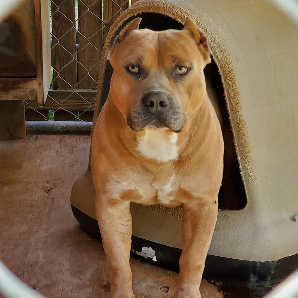 Dog Featured Image