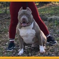 Dog Featured Image