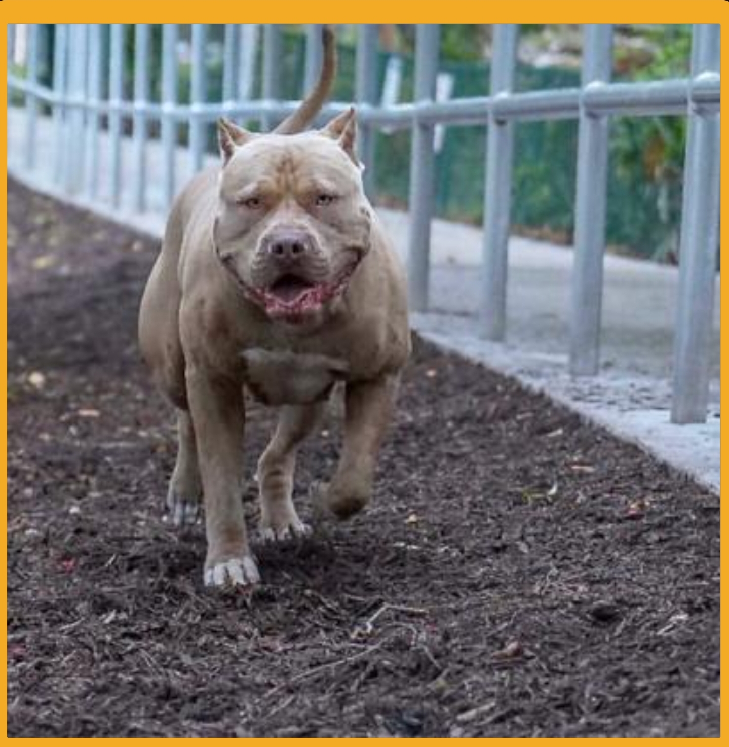 Dog Featured Image