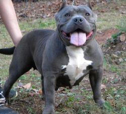 Dog Featured Image