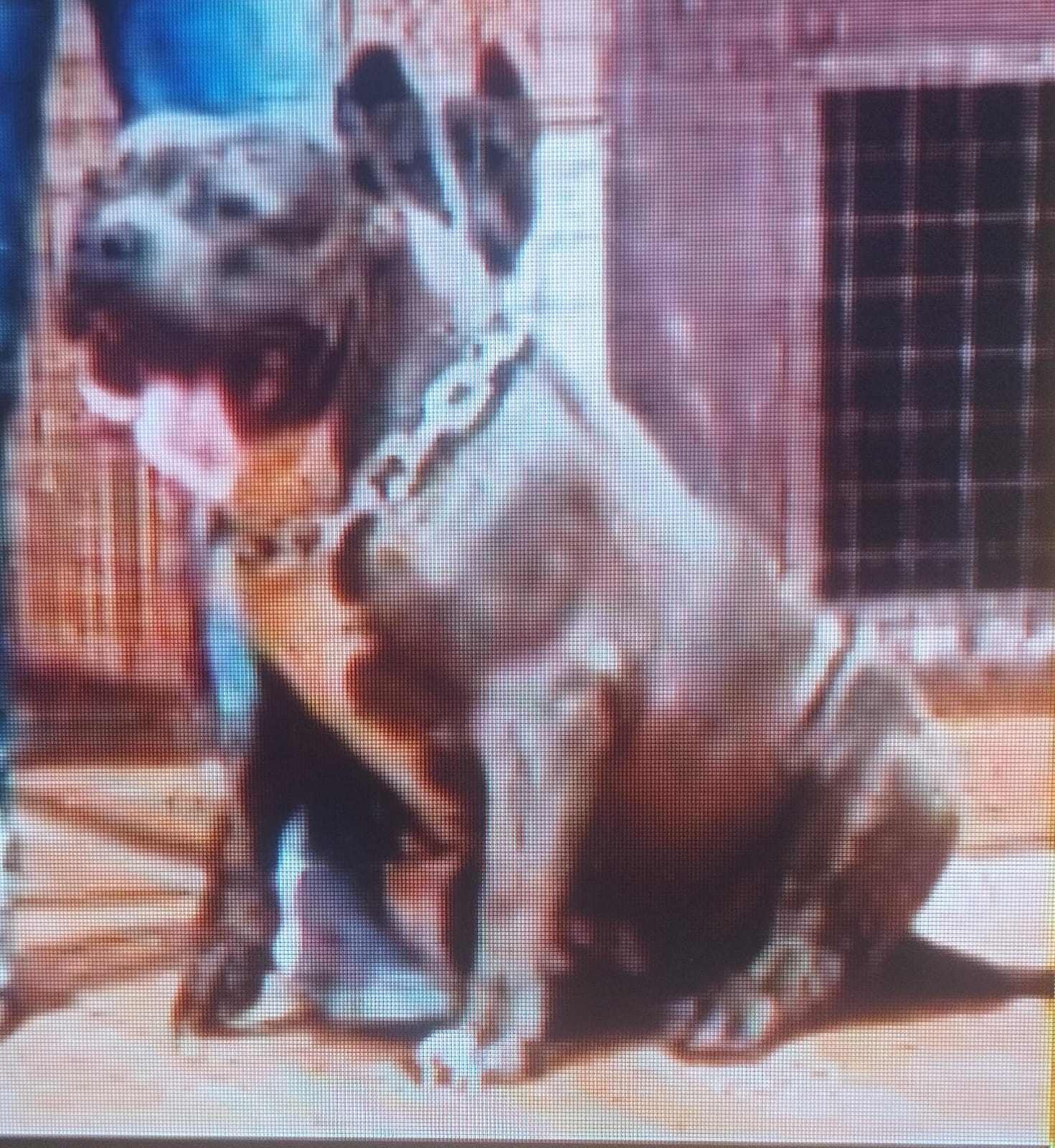 Dog Featured Image