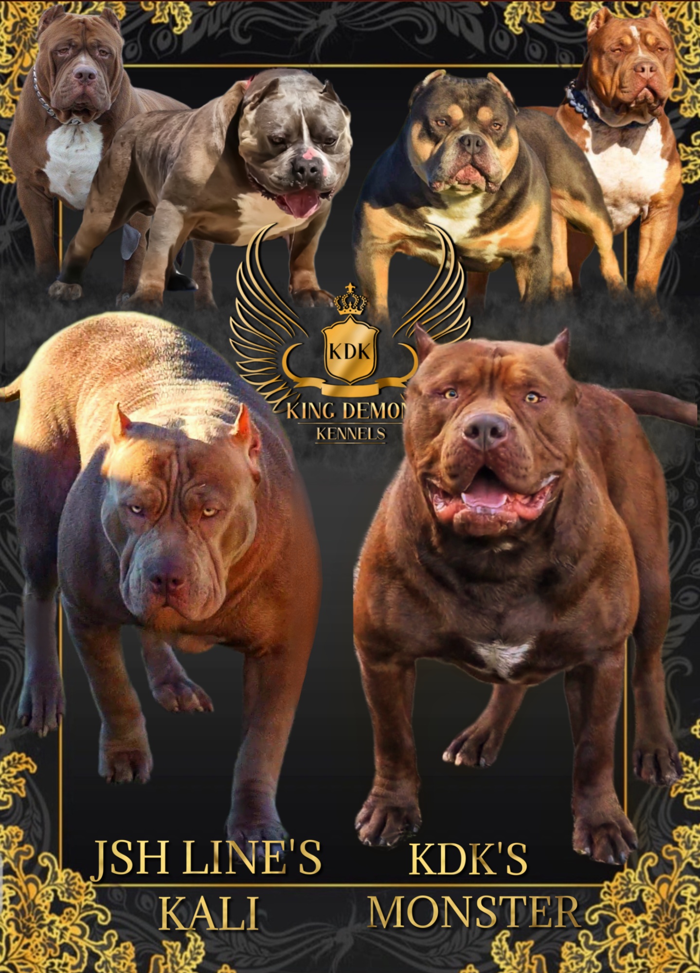 Dog Featured Image