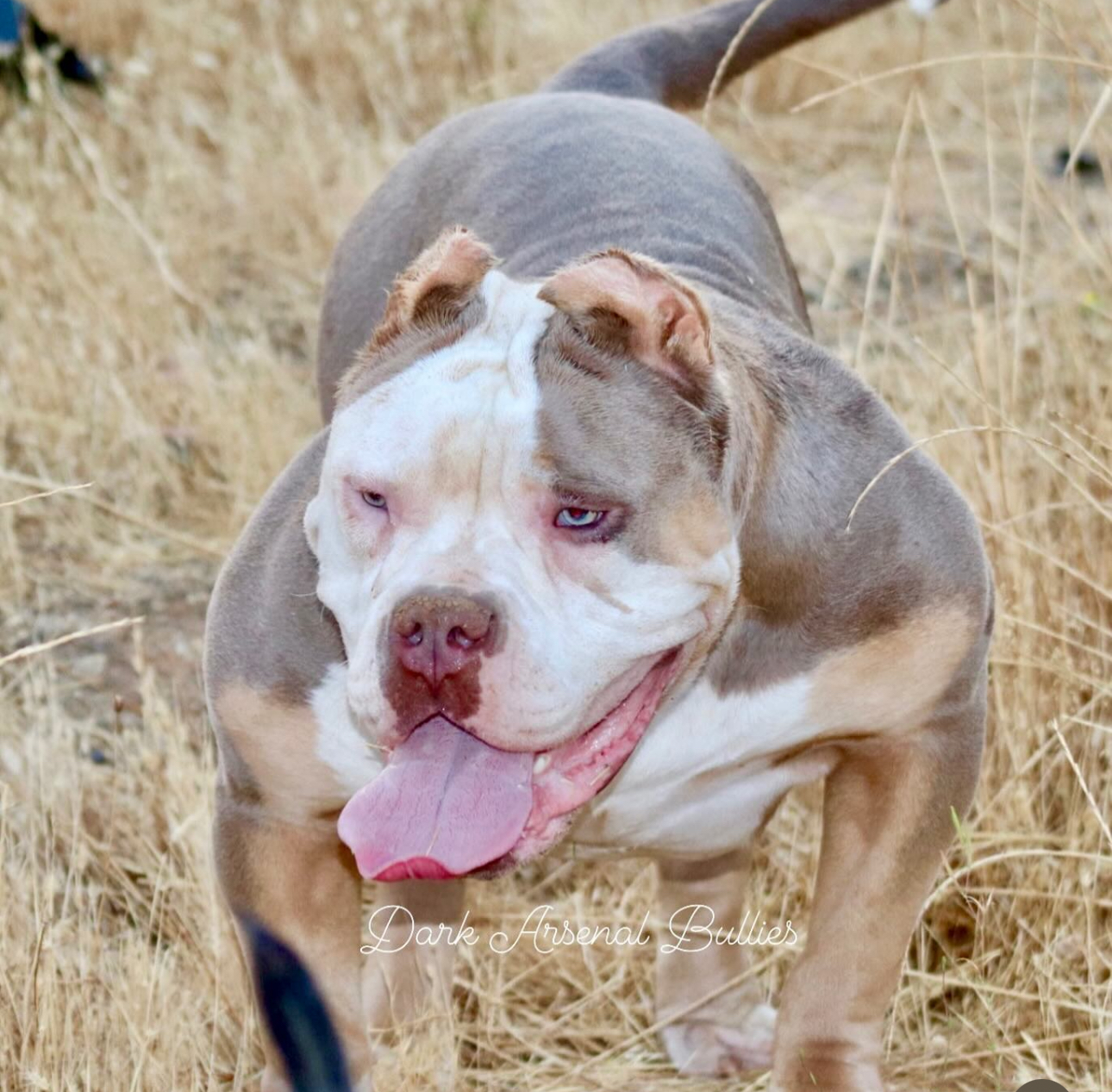 Dog Featured Image