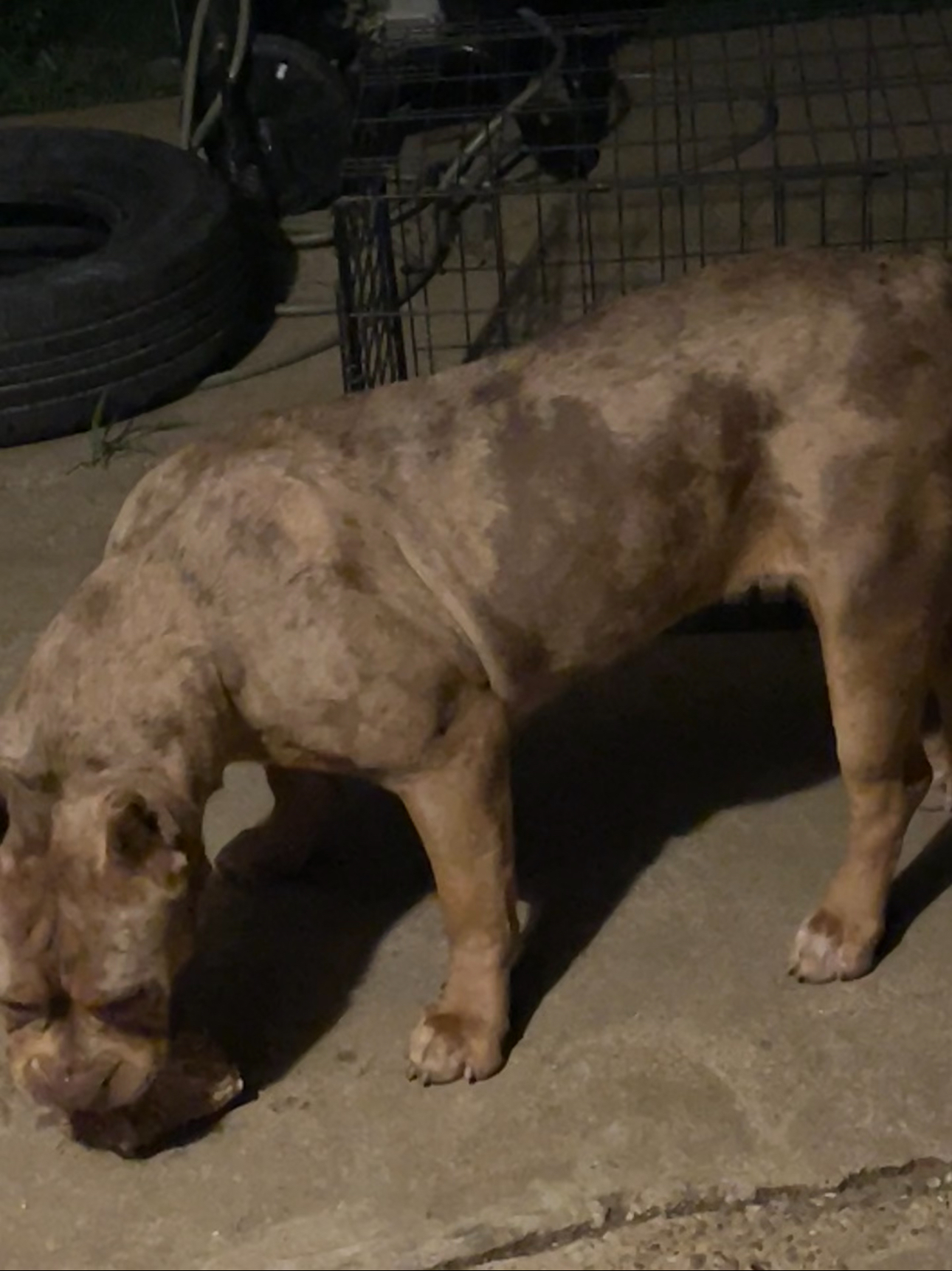 Dog Featured Image