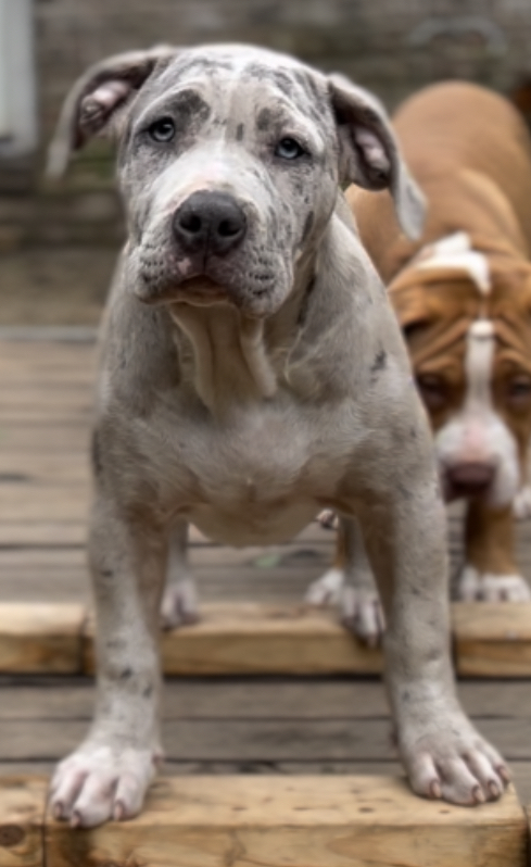 Dog Featured Image