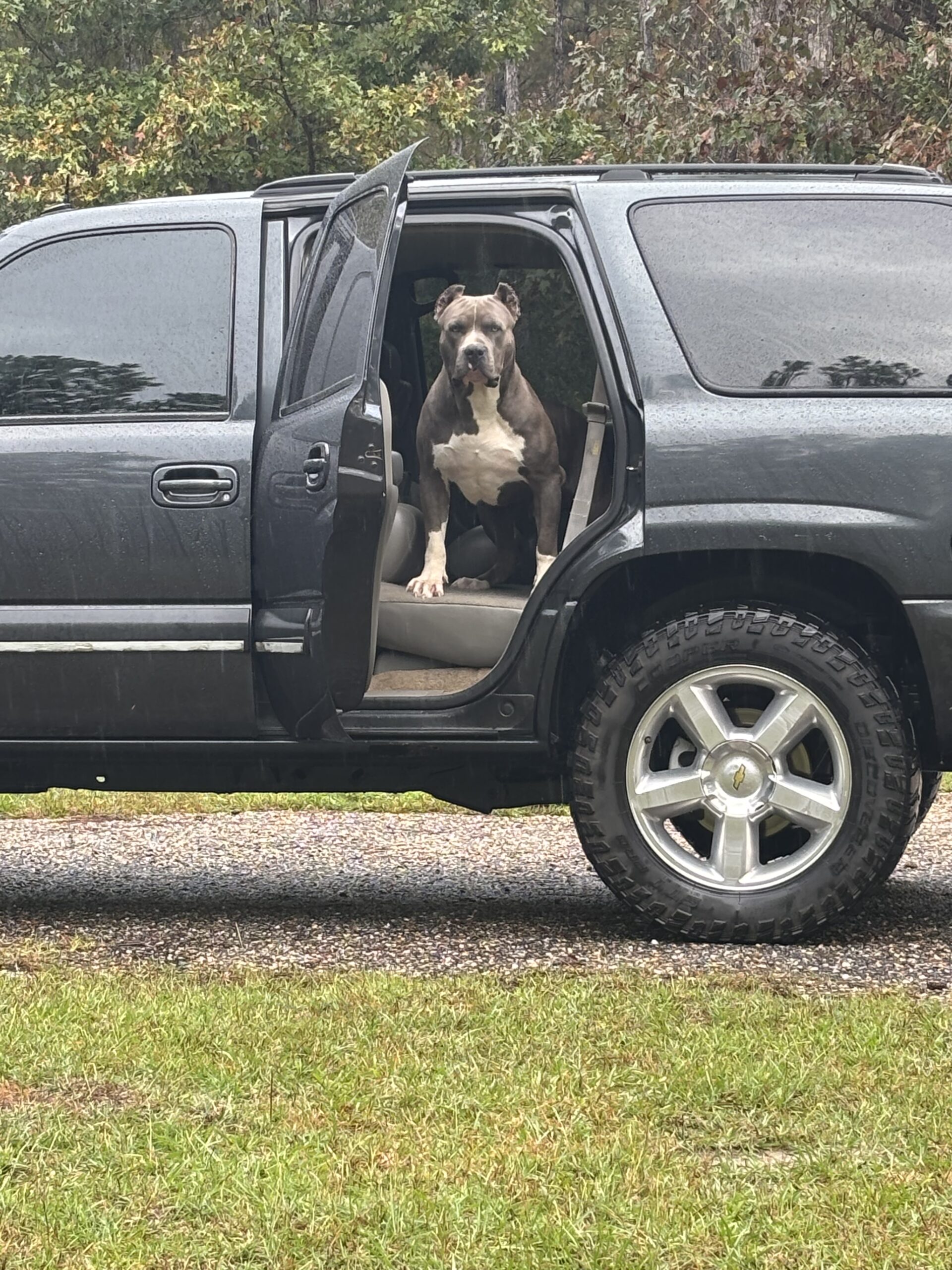 Dog Featured Image