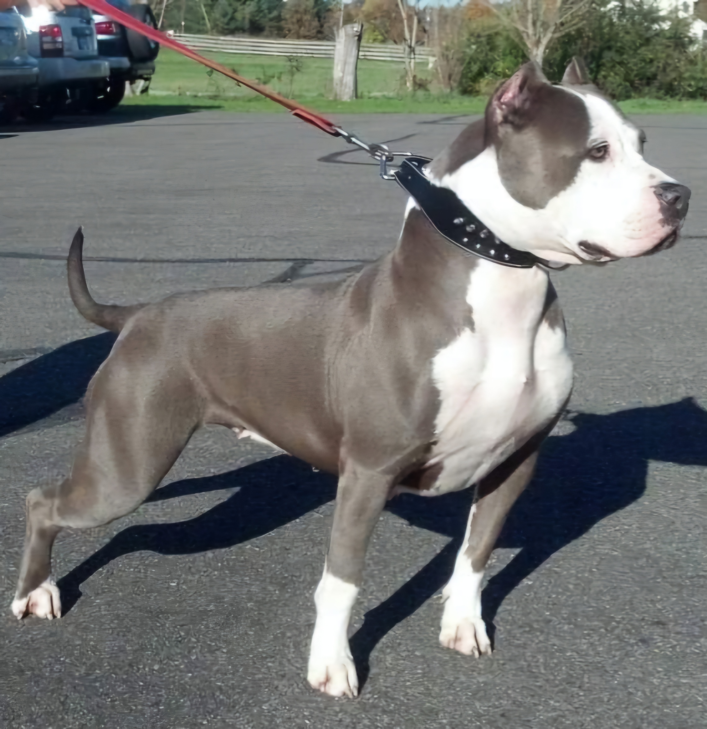 Dog Featured Image