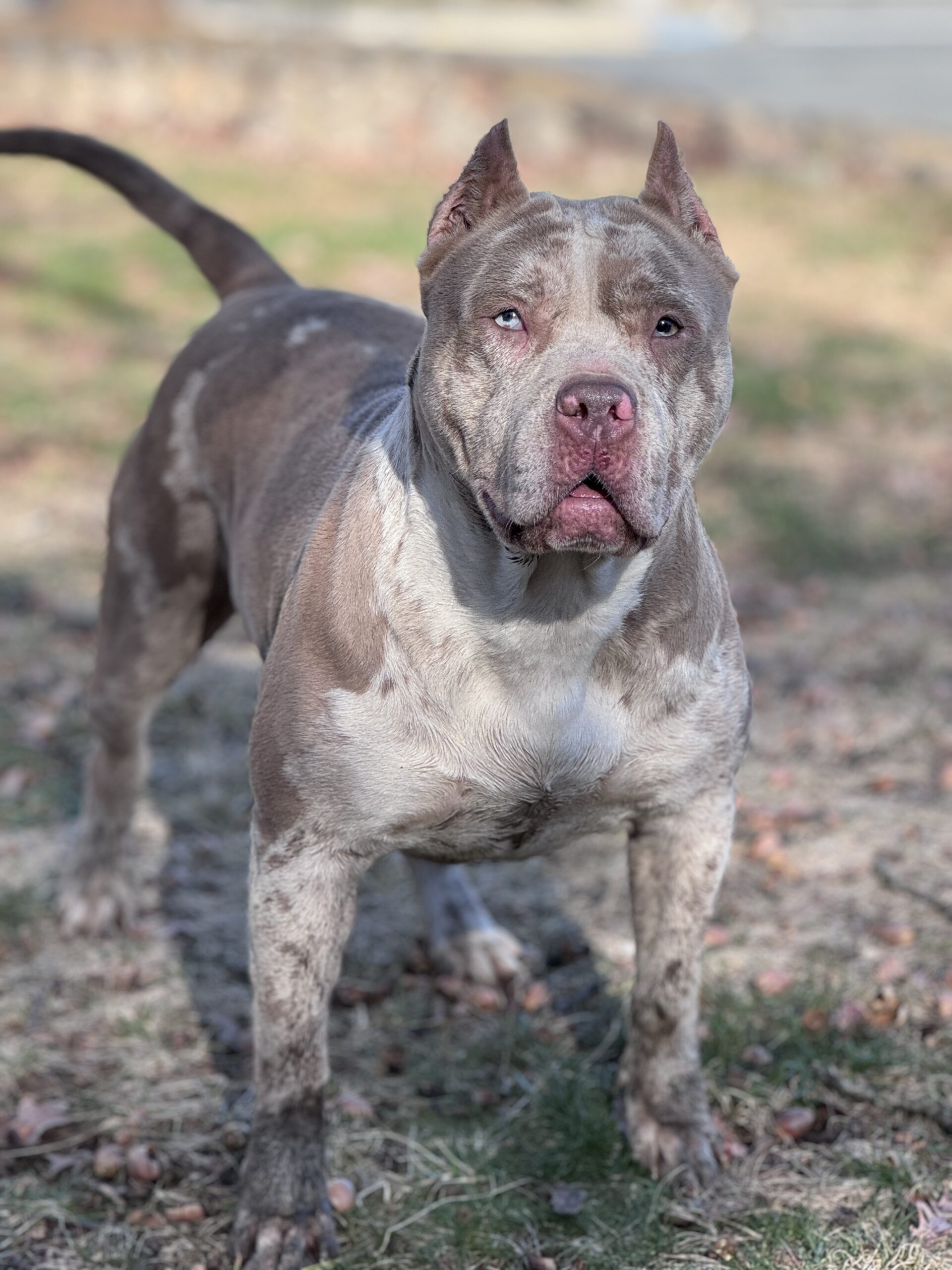 Dog Featured Image