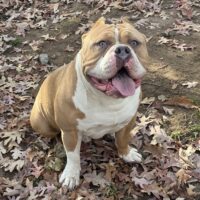 Dog Featured Image