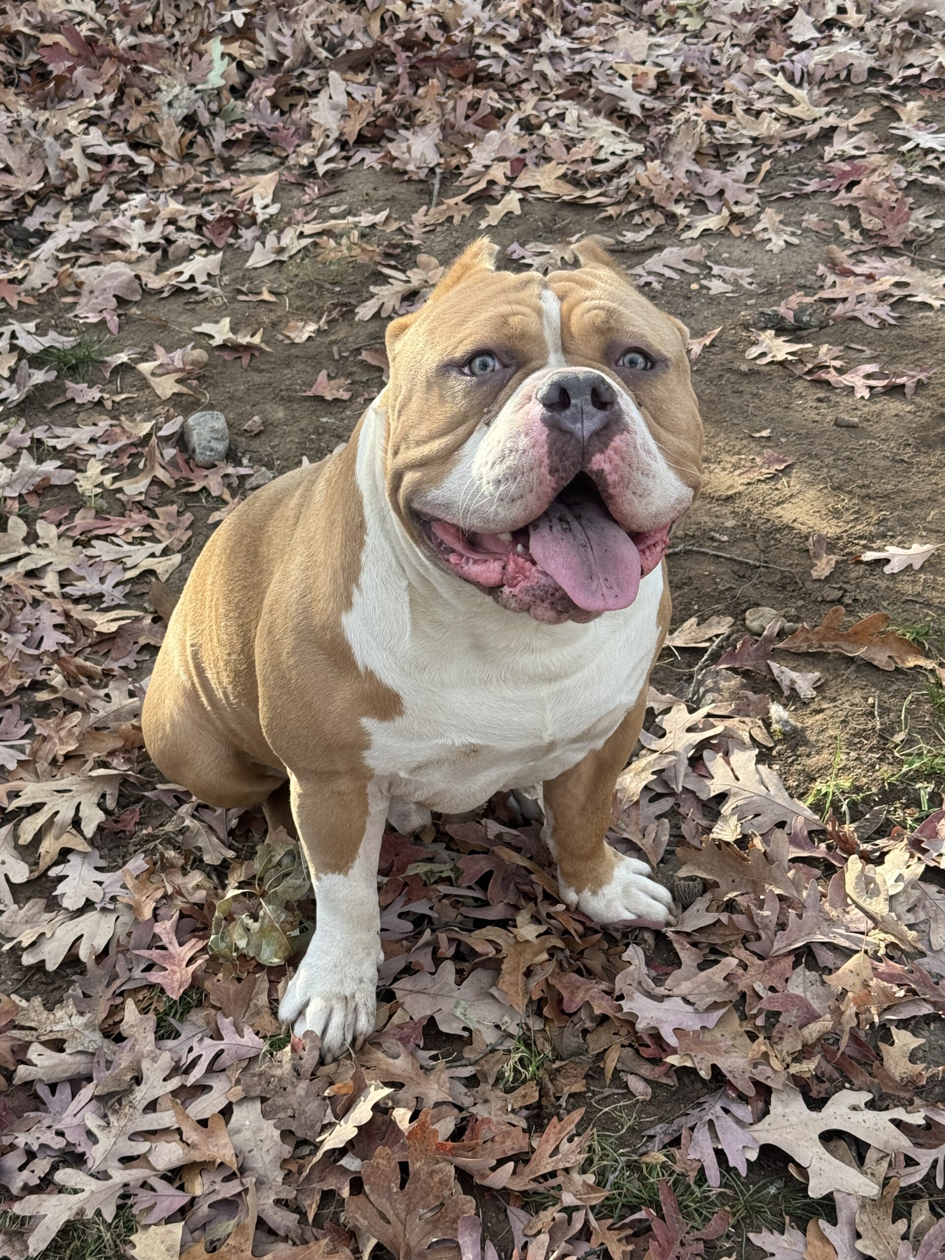 Dog Featured Image