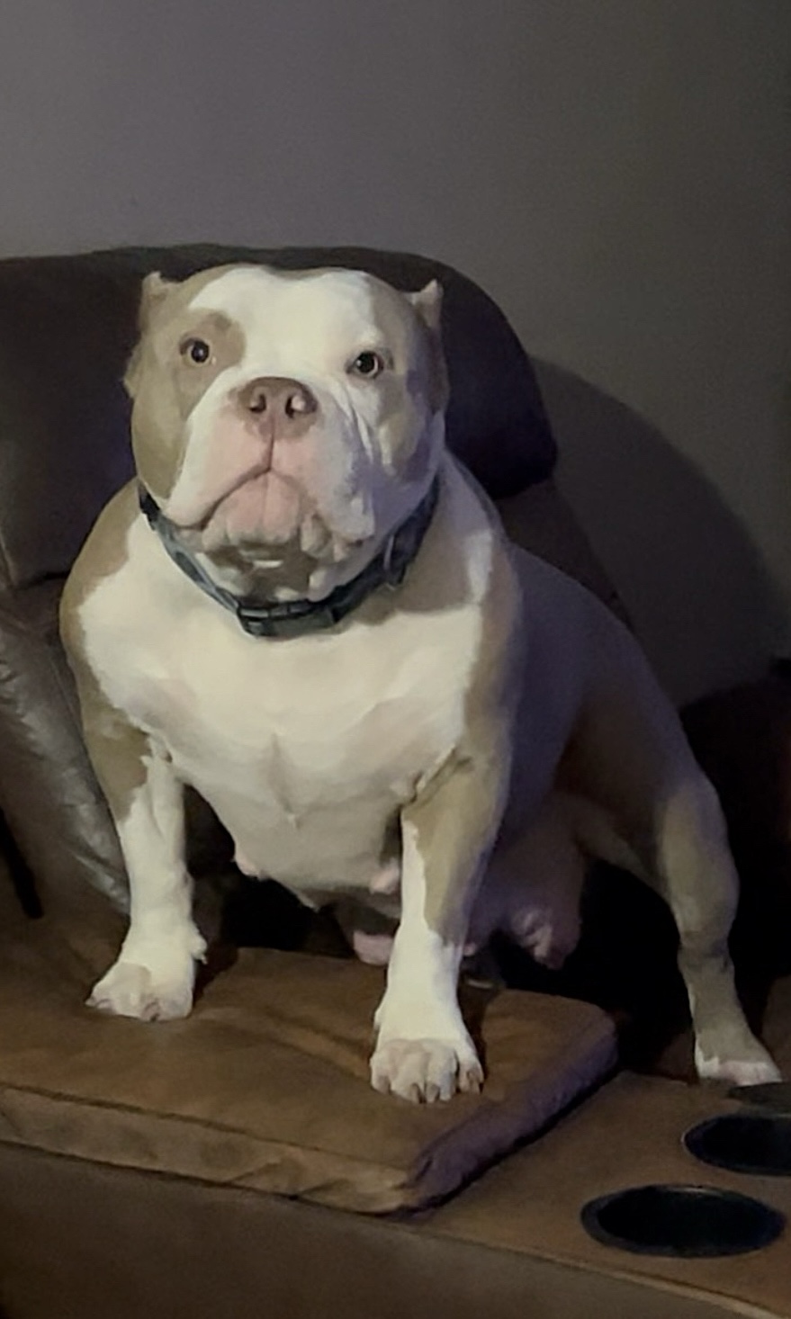 Dog Featured Image