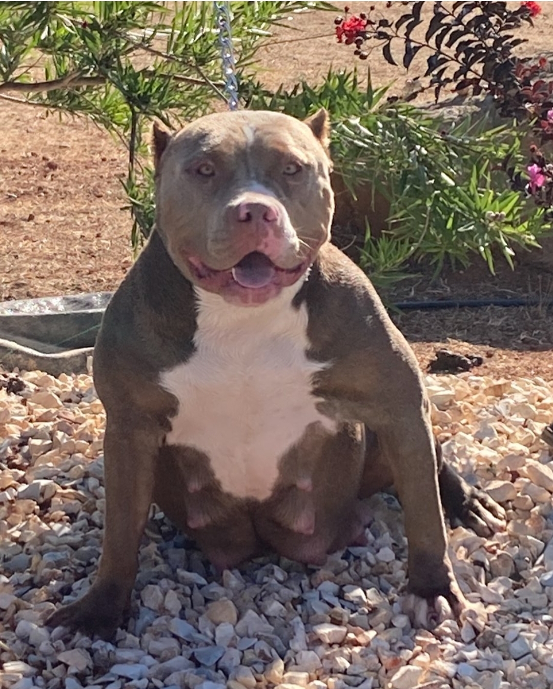 Dog Featured Image