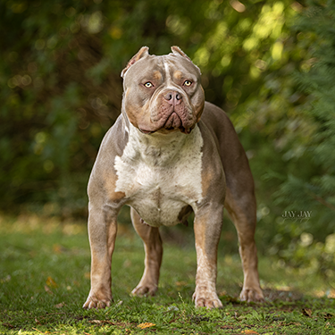 Dog Featured Image