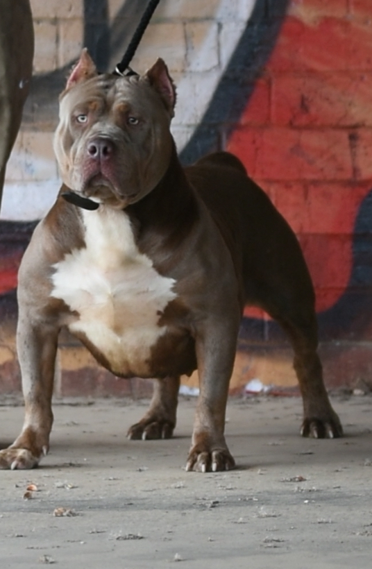 Dog Featured Image