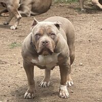 Dog Featured Image