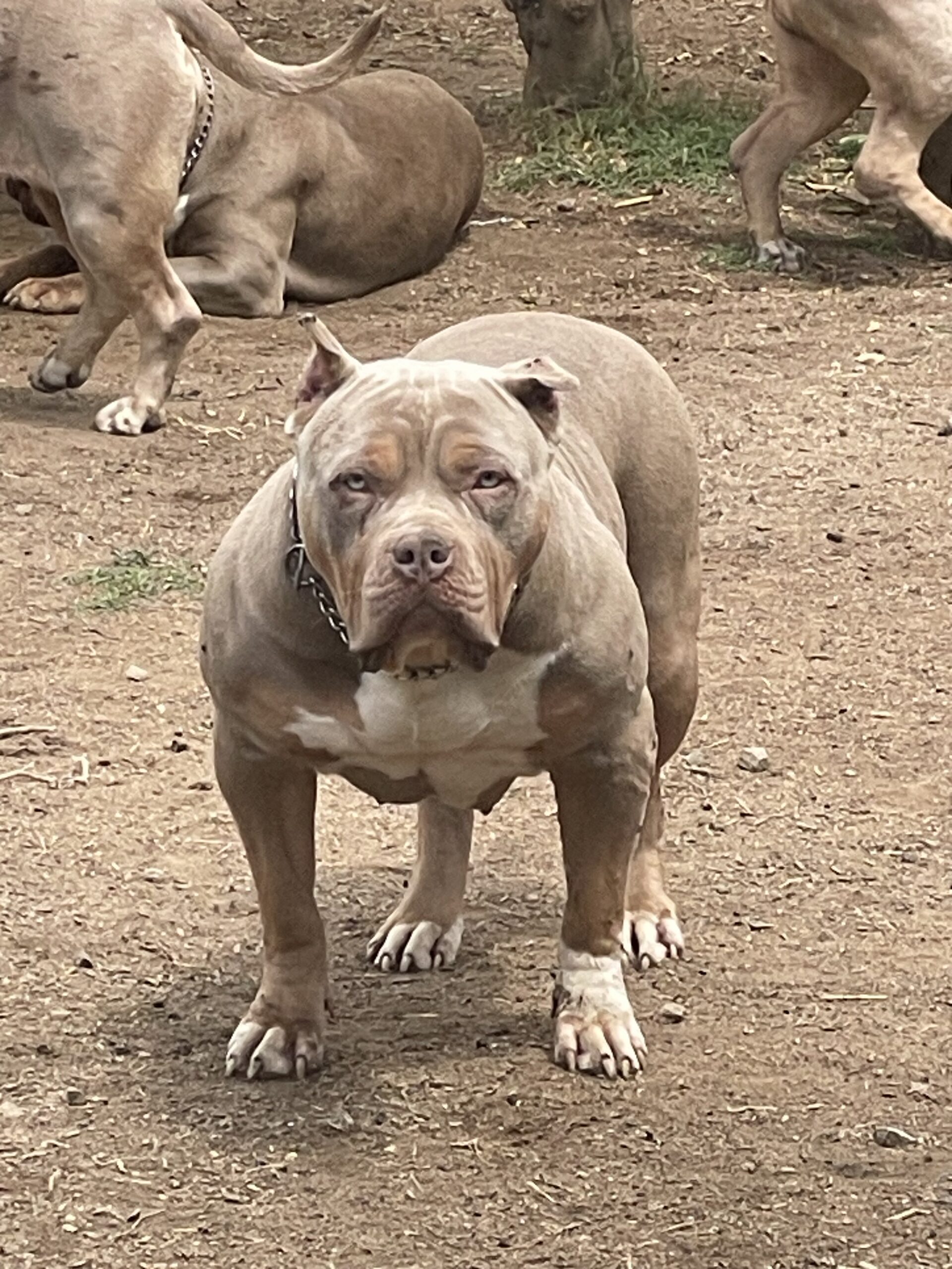 Dog Featured Image