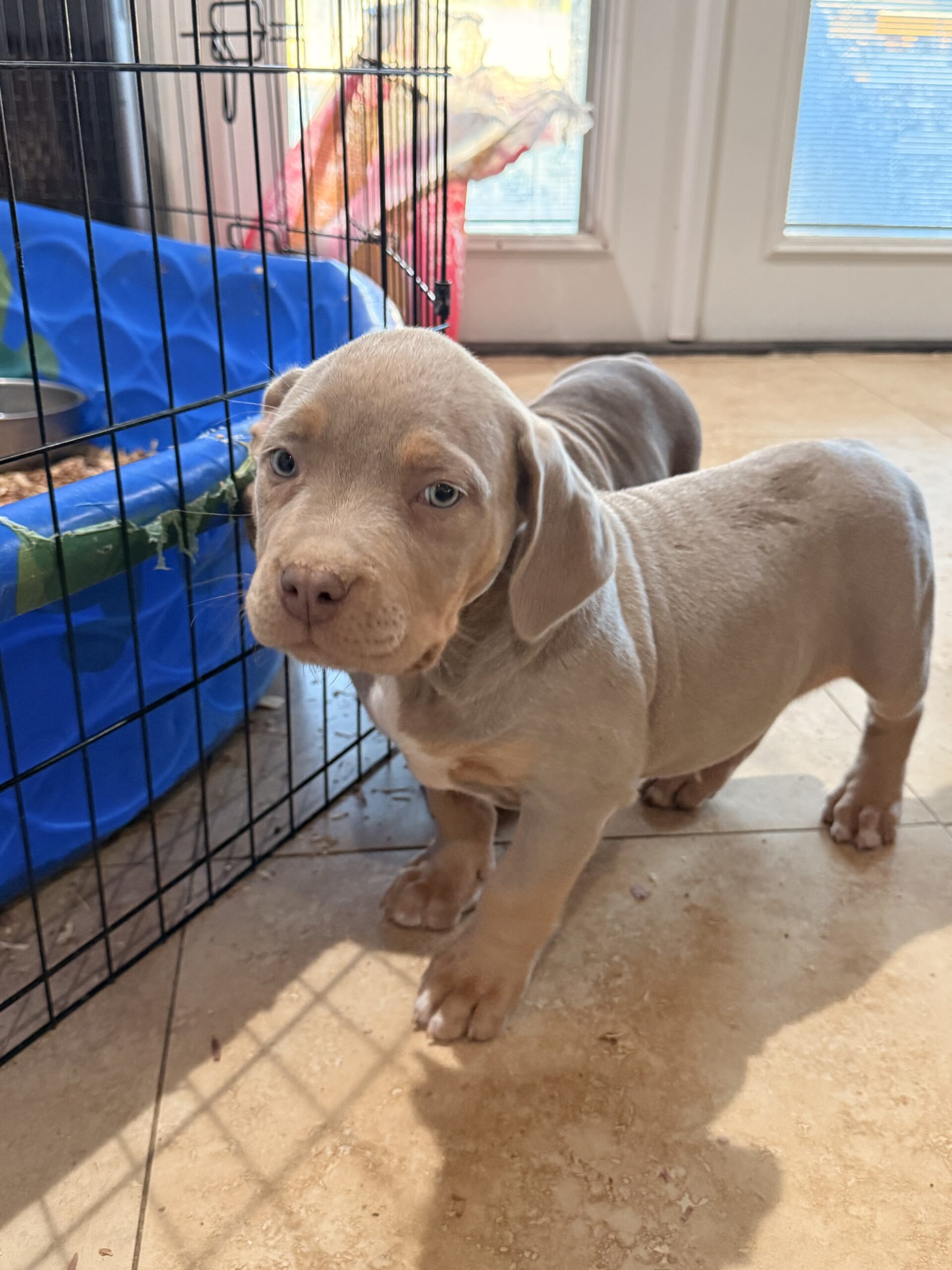 Dog Featured Image